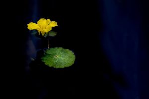 Live Lotus365: Step-by-Step Guide for India (2027)